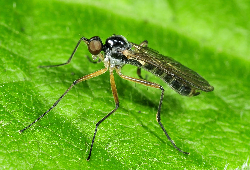 Brachystomatidae:  Brachystoma vesiculosum